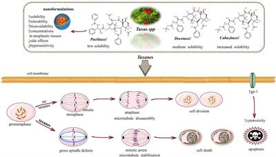 Chemotherapeutic properties and side-effects associated with the clinical practice of terpene alkaloids: paclitaxel, docetaxel, and cabazitaxel